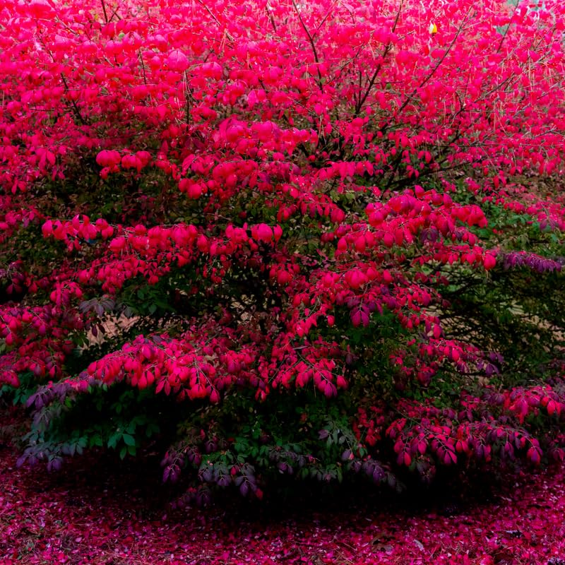Live Dwarf Burning Bush Plant, Red Burning Bush Shrub, Dormant, 2.5 Inch Pot, Well-Rooted for Growing