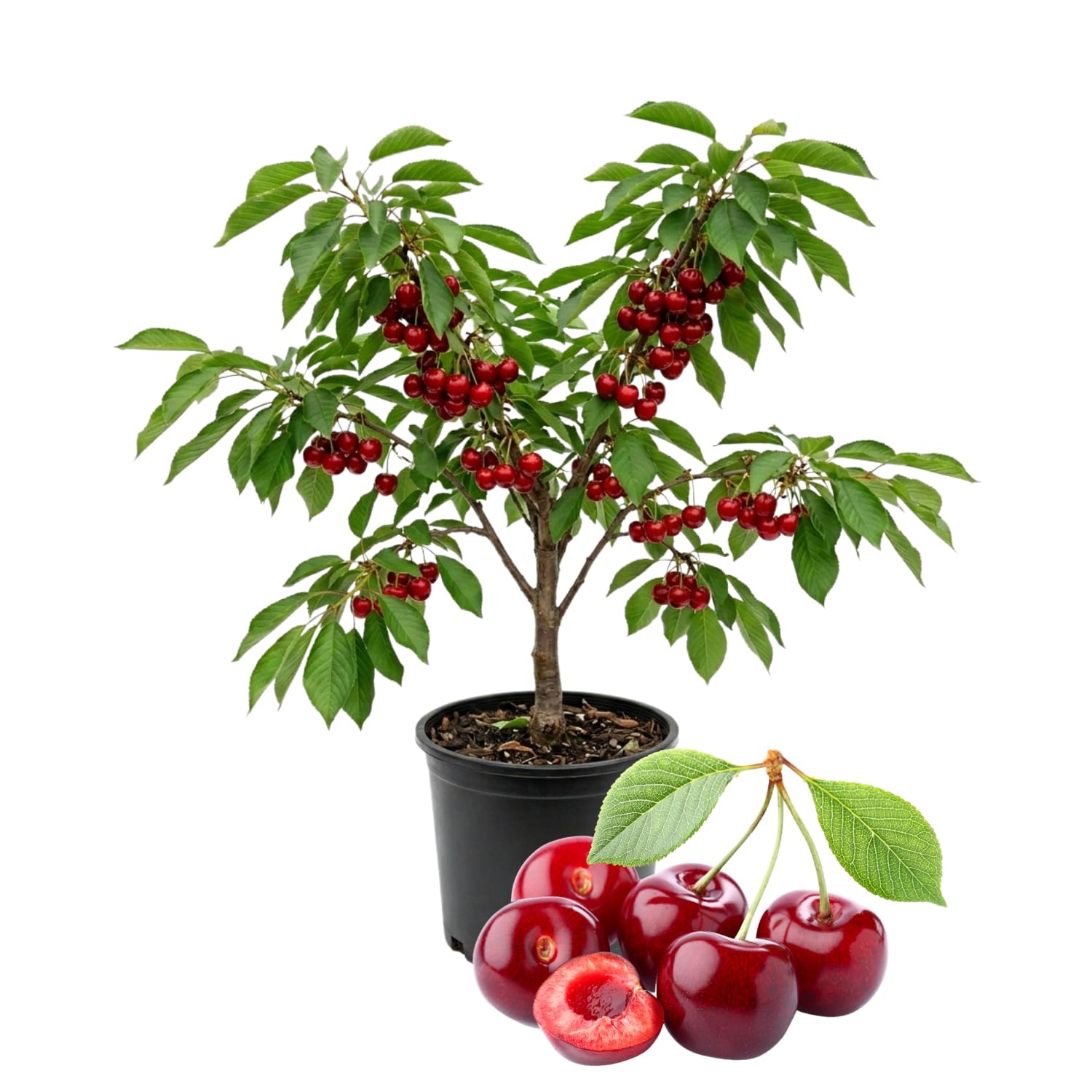 Cherry Tree Live Plant, Cherry Fruit Plant 3-4 Feet Tall in 3 Gallon, Sweet Fruit Tree, Cold Hardy for Outdoor Growing (Black Cherry)