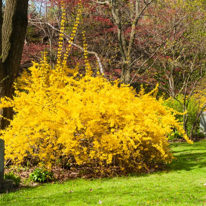 Forsythia Plant, 2 to 3 ft Forsythia Plant Live in Gallon, Yellow Lynwood Bush Shrub Outdoors, Dormant in Winter