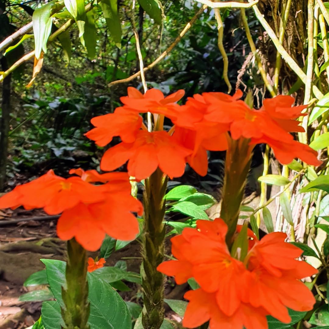 Set of 2 Live Orange Crossandra Plants, Crossandra Flower Shrub, 4-7 Inches Tall for Home Gardening