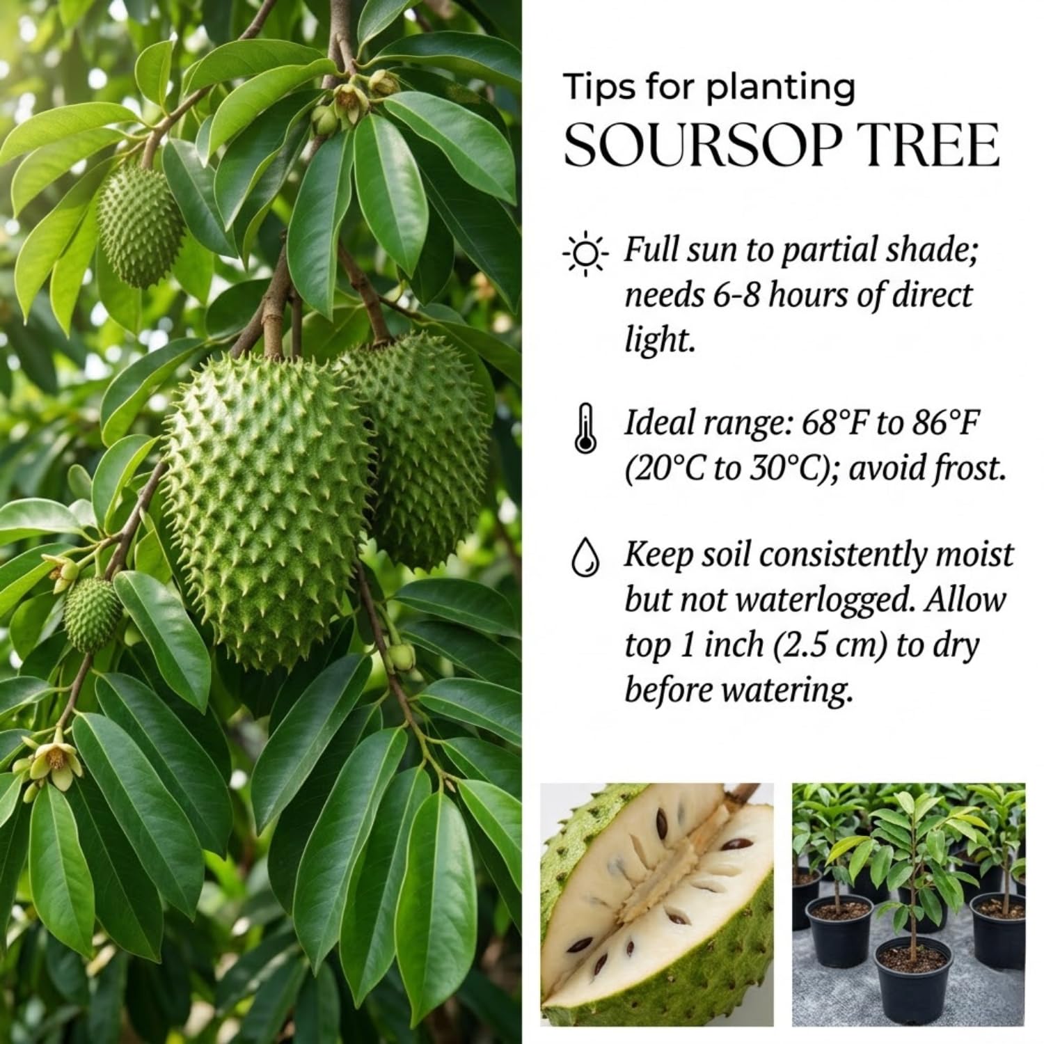 2 Years Old Soursop Tree Live Plant in 1 Gallon Pot, Guanabana Fruit Tree 2-2.5 Ft Tall for Outdoor or Container Growing, Tropical Garden Plant, No CA
