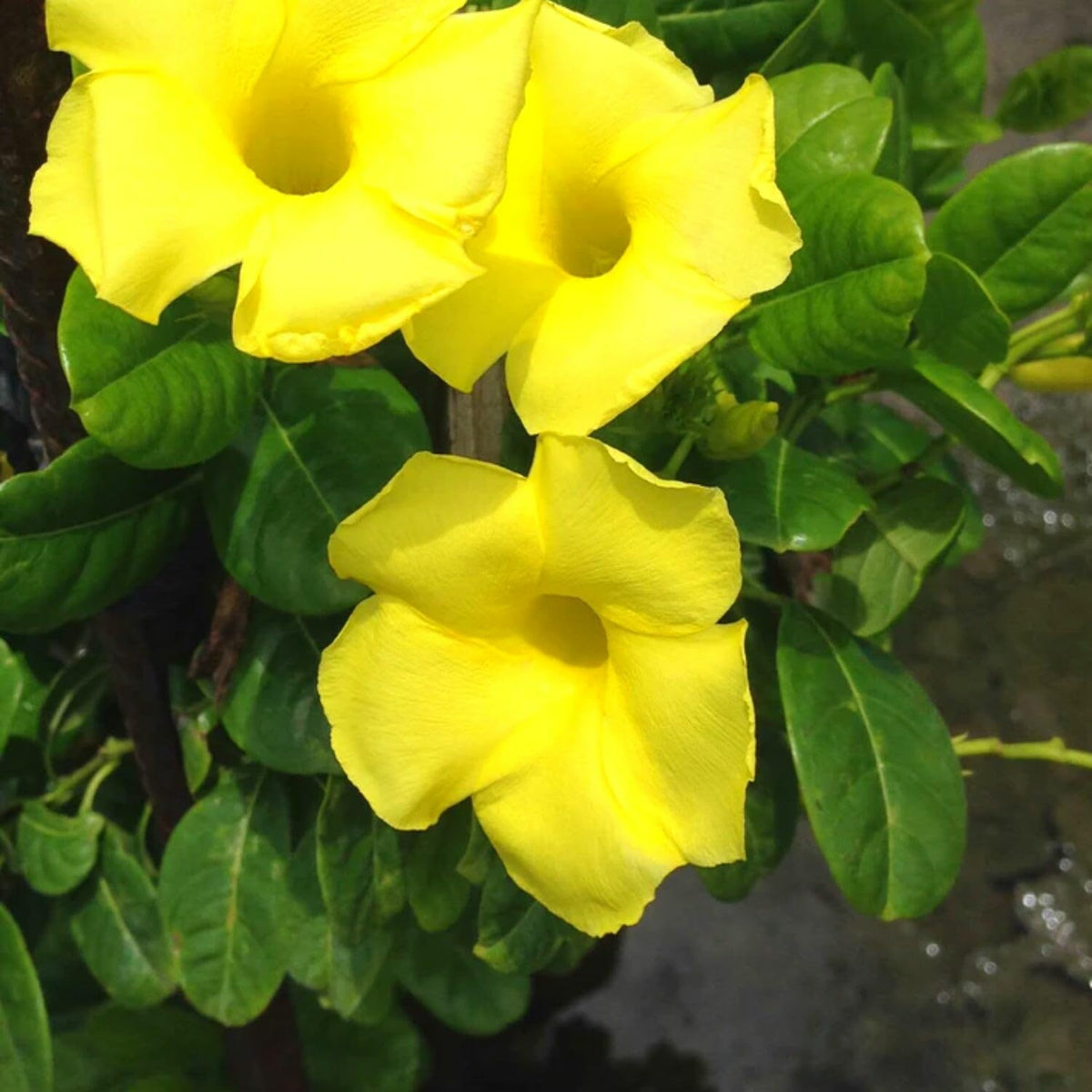 2 Mandevilla Plants Live, 4 to 6 Inc Tall, Yellow Mandevilla Vine Plant Mandevilla Flowers