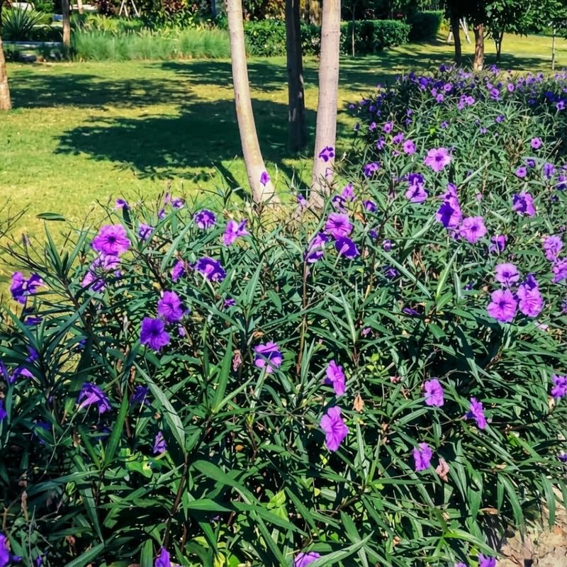 Set 6 Dwarf Blue Mexican Petunia Plants Live, Perennial Outdoor Growing, Startrer Size 4-6" in Tall, Long Blooming Season, Landscapes, Borders, Ground Cover