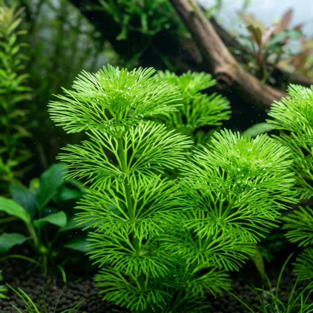 Green Cabomba Live Aquarium Plant, 1 Bundle, Freshwater Plant
