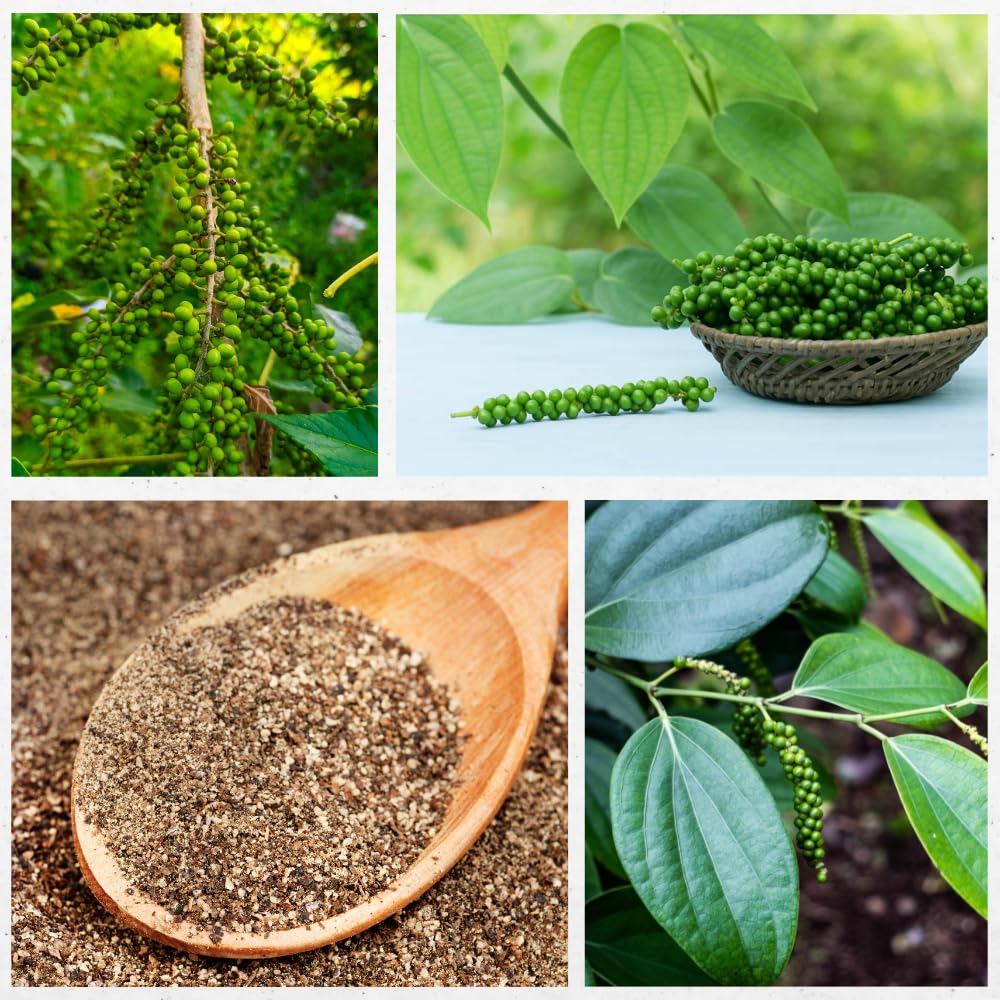 Black Pepper Plant Live, Black Pepper Tree Plant, 4 to 6 Inches, Well - Rooted Piper Nigrum Seedling for Indoor Outdoor Growing