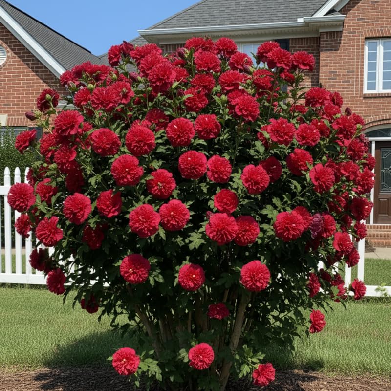 Red Althea Rose of Sharon Tree Live Plant, 1 Year Old Dormant Seedling in Quart Pot, Hibiscus Syriacus for Outdoor Planting, Cold Hardy