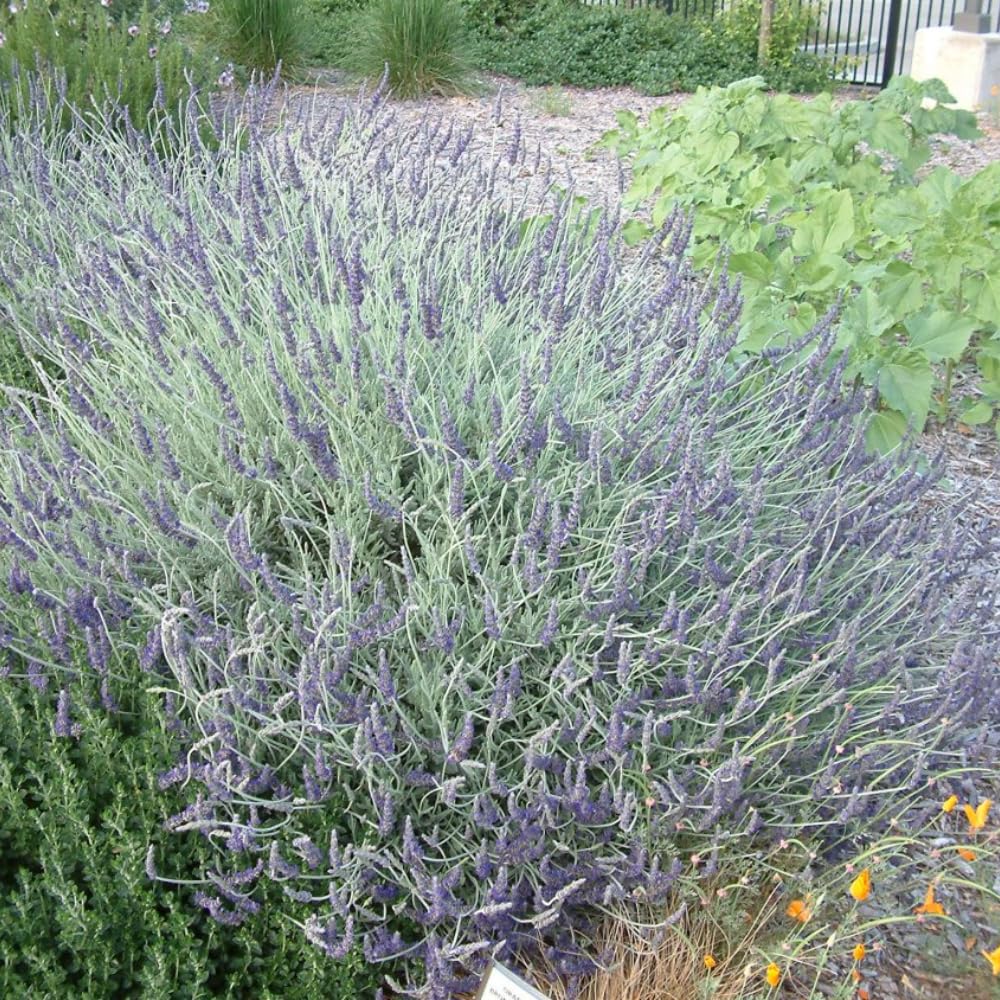 2 Lavender Plants, Live Lavender Flower Plant 2 to 4 Inch, Fragrant Shrub Indoor Outdoor Planting (Creek)