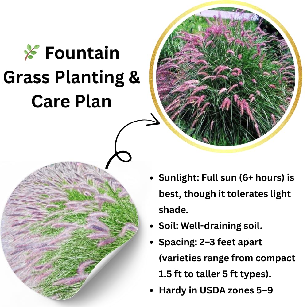 2 Fountain Grass Plants Live, Tall Ornamental Perennial Grass for Landscaping, 5-9 Inch Height Well Rooted to Grow (Pink Rose Fountain Grass)