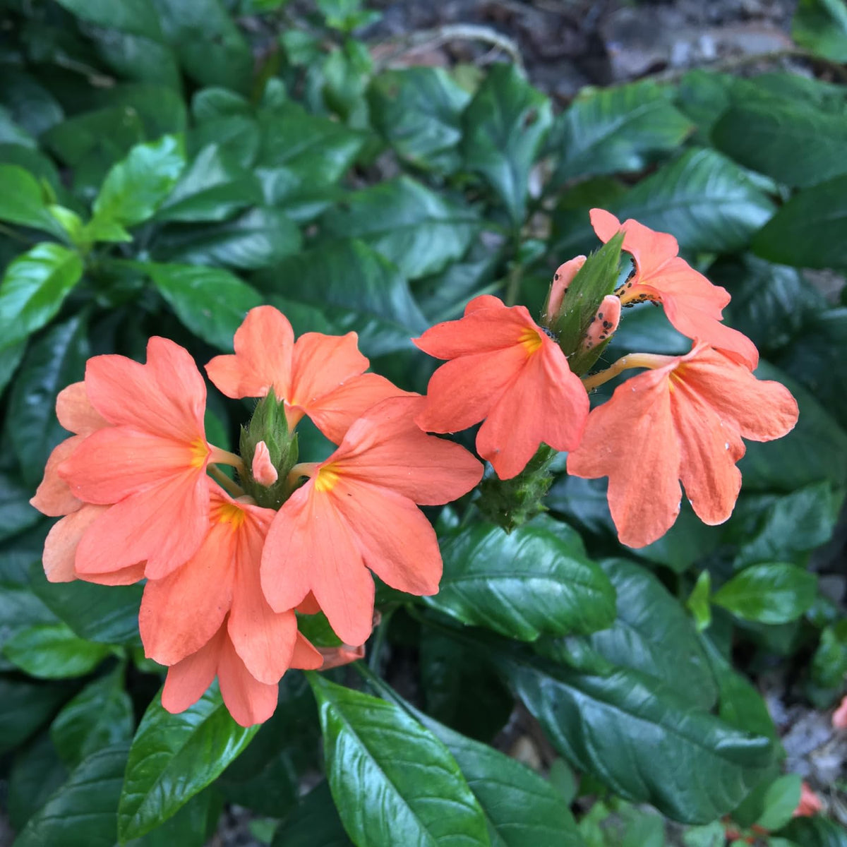 2 Live Peach Crossandra Live Plants, 4-8'' Tall Peach Crossandra Plant Shrub for Planting, Perennial Flowering Starter Plant for Home Garden and Containers, Well Rooted to Grow