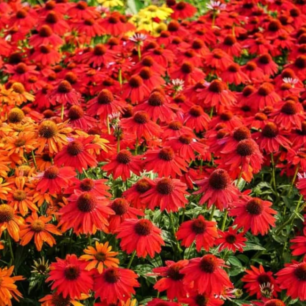 2 Red Coneflower Plants Live, Echinacea Live Plants Coneflower Perennial, 3-5” Tall, Well-Rooted Plug