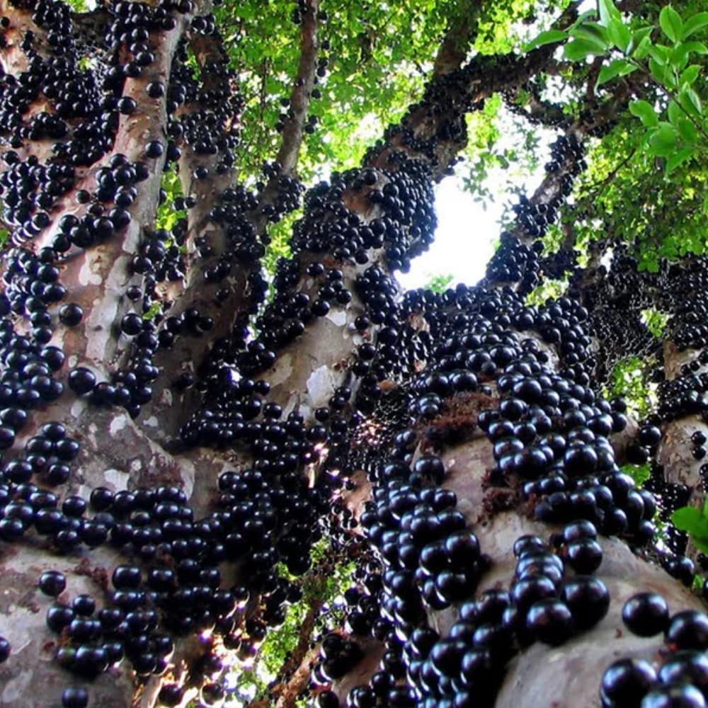 Jaboticaba Plant Live, Black Jaboticaba Tree, Jabuticaba Plant Well Rooted 1 Feet Tall