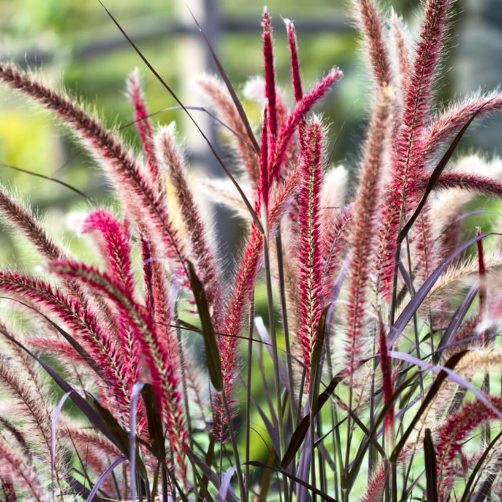 Pack 2 Red Fountain Grass Plants Live, Hardy Ornamental Grass Live Plants for Garden, 4-8" Tall, Deep Burgundy Leaves