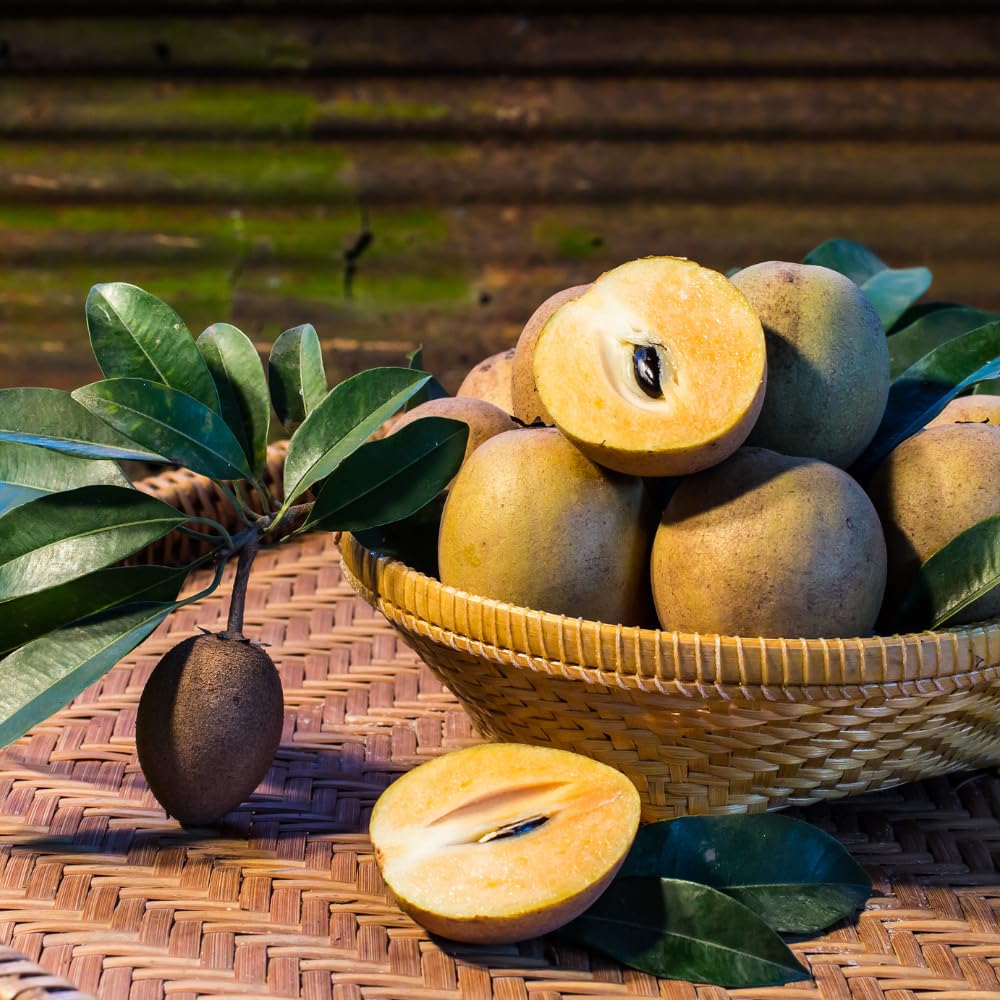 10 Sapodilla Seeds for Planting, Tropical Fruit Tree Seeds for Garden andContainers