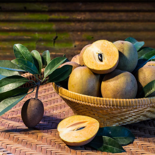 10 Sapodilla Seeds for Planting, Tropical Fruit Tree Seeds for Garden andContainers