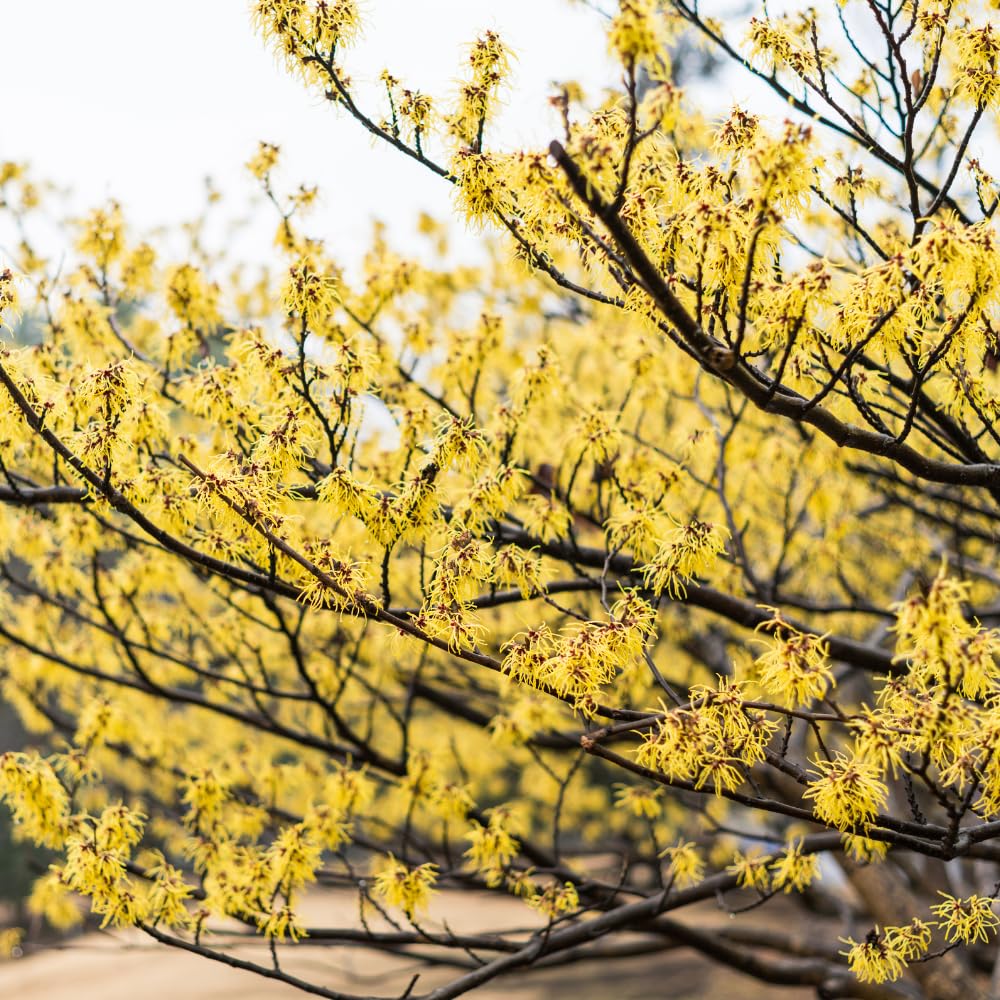Witch Hazel Plant, Hazel Tree, 2-3 Feet Tall, Cold Hardy Flowering Shrub, Fragrant Winter Flowers for Garden