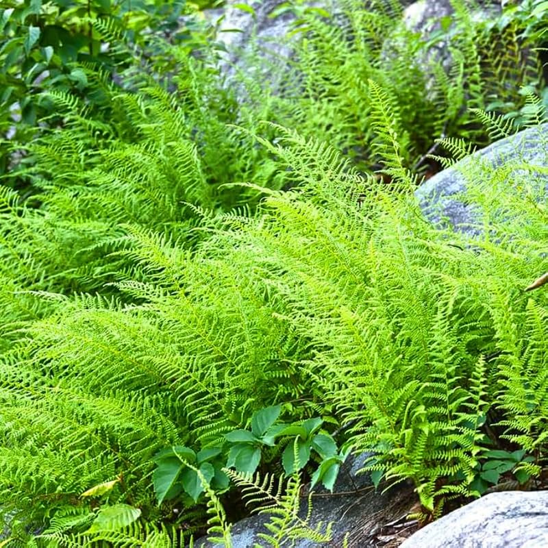 Set 5 Hay Scented Ferns Bare Roots, Ferns Live Plants 4-6 Inches, Hardy Ferns for Shade for Outdoor Garden