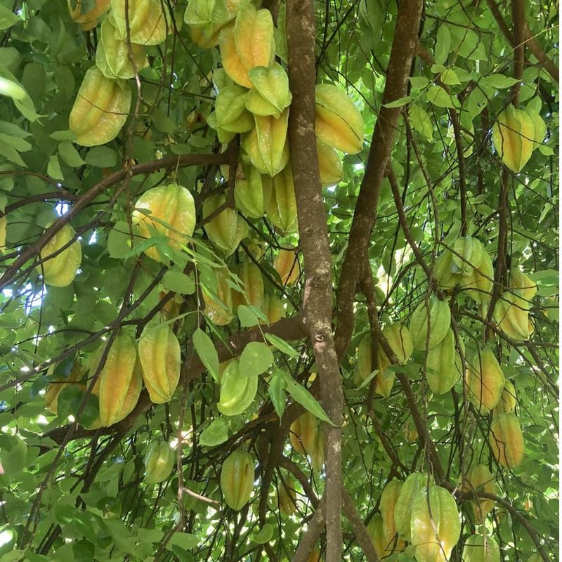 Live Starfruit Tree 1 Gallon Pot, Sweet Starfruit Plant 1-2 Feet Tall, Tropical Fruit Tree for Growing Outdoor, No Ship to Ca