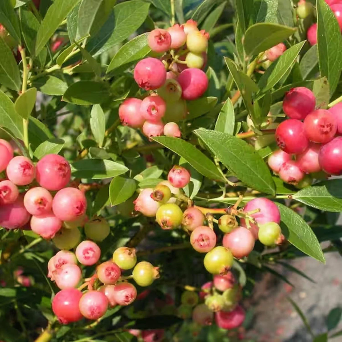 Set 2 Pink Lemonade Blueberry Bushes Live Plants, Blueberry Plants Live for Planting, Blueberry Fruit Trees, 5-9 Inch Tall