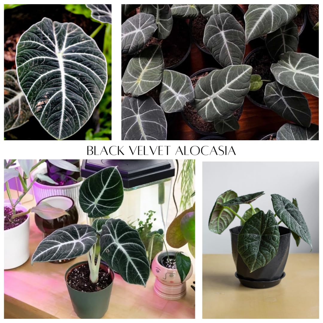Live Alocasia Plant, Rare Alocasia Plant, Tropical Indoor Houseplant, 4-8 Inch Tall for Planting (Black Velvet Alocasia)