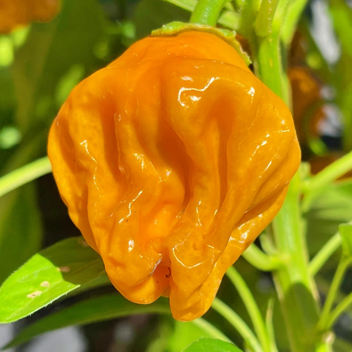 50 Yellow Scotch Bonnet Pepper Seeds, Yellow Jamaican Hot Pepper Seeds for Planting Indoor Outdoor