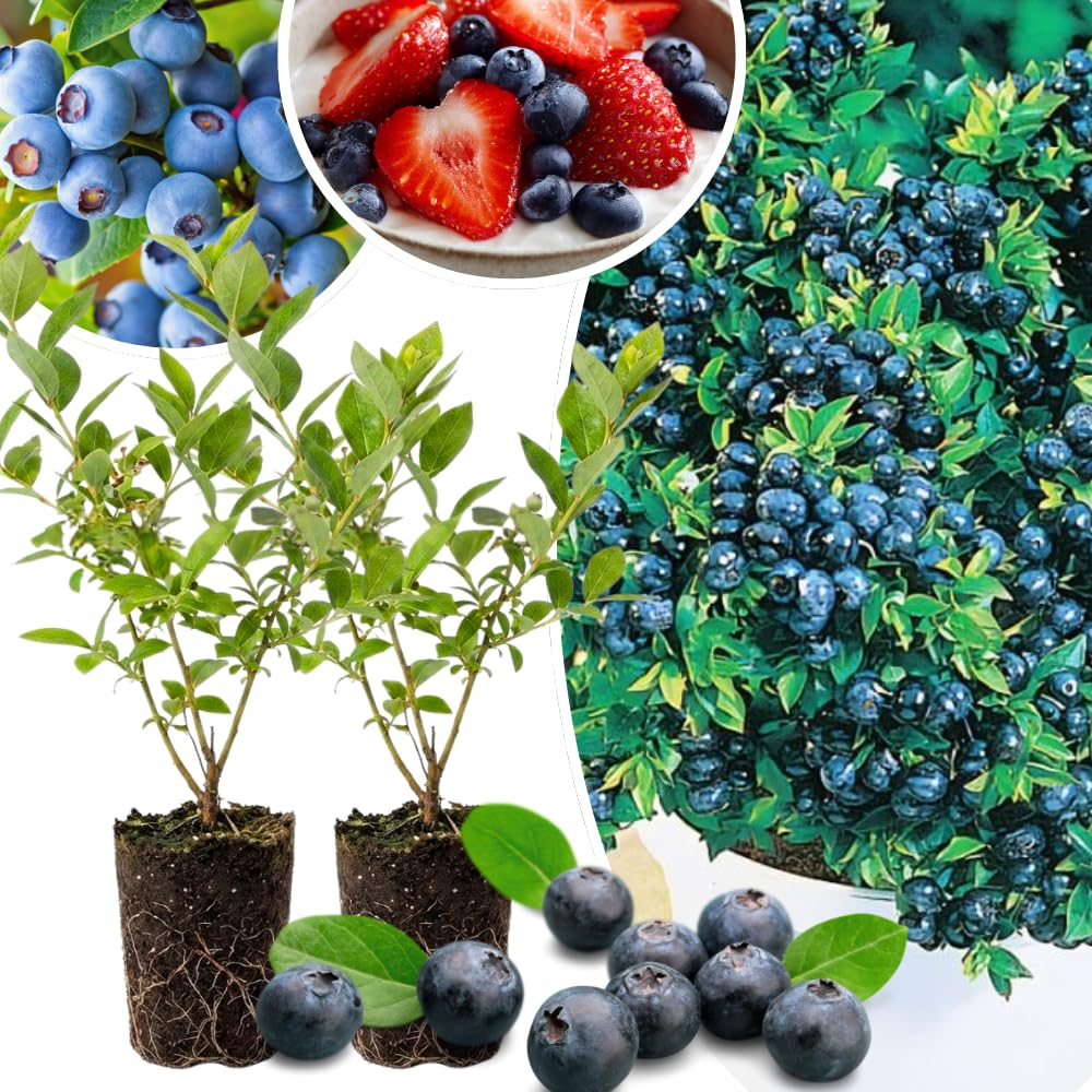 Set 2 Blueberry Bushes Live Plants, Blueberry Plants Live for Planting, Blueberry Fruit Trees, 5-9 Inch Tall (Top Hat Blueberry)