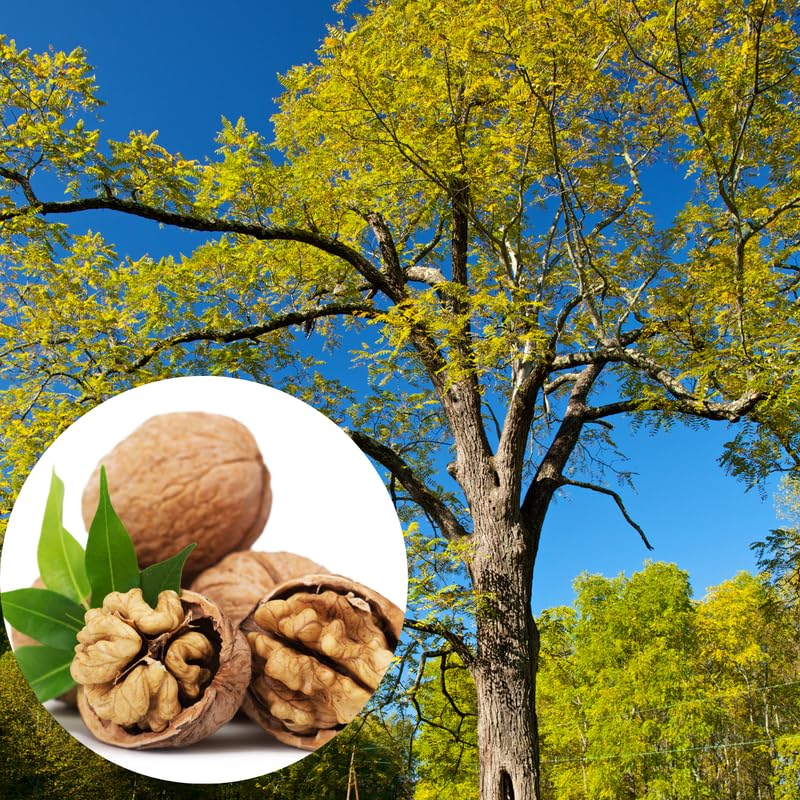 Quart Potted Black Walnut Tree Live Plant, 1 Year Old Seedling, Very Well-Rooted and Cold Hardy, Dormant in Winter, Butternut Tree, No CA
