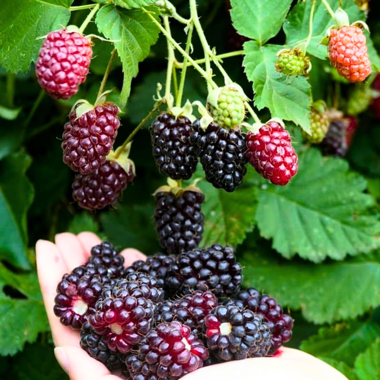 Sweet Boysenberry Plants Live, 2-Pack Boysenberry Seedlings, Fast Growing Fruit Plants, 5-9 Inch Tall