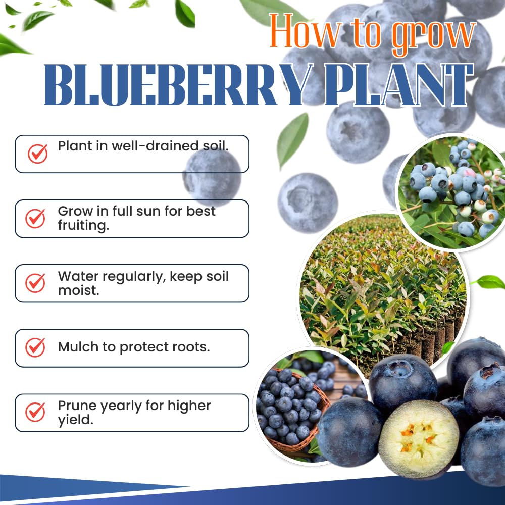 Set 2 Blueberry Bushes Live Plants, Blueberry Plants Live for Planting, Blueberry Fruit Trees, 5-9 Inch Tall (Biloxi Blueberry)