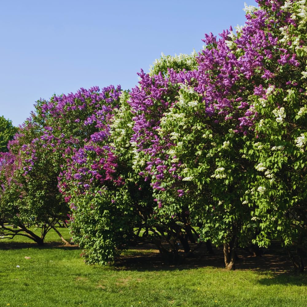 Lilac Tree Live Plant, Purple Lilac Bushes Live Plant, 12 Inches Tall, Shrub Flower Plants