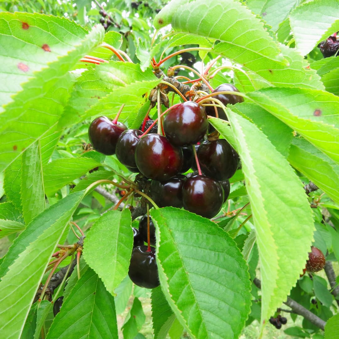 Cherry Tree Live Plant, Sweet Cherry Fruit Tree, Cold Hardy Outdoor Garden Tree, 3–4 Feet Tall in 3 Gallon Pot, Ready to Grow, No Ship to CA (Black Cherry)