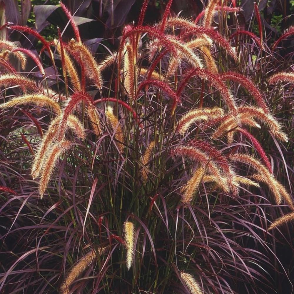 3 Purple Fountain Grass Plants Live, Ornamental Grass Plant for Growing, 5 to 7 Inches Tall Live Plant, Easy to Plant