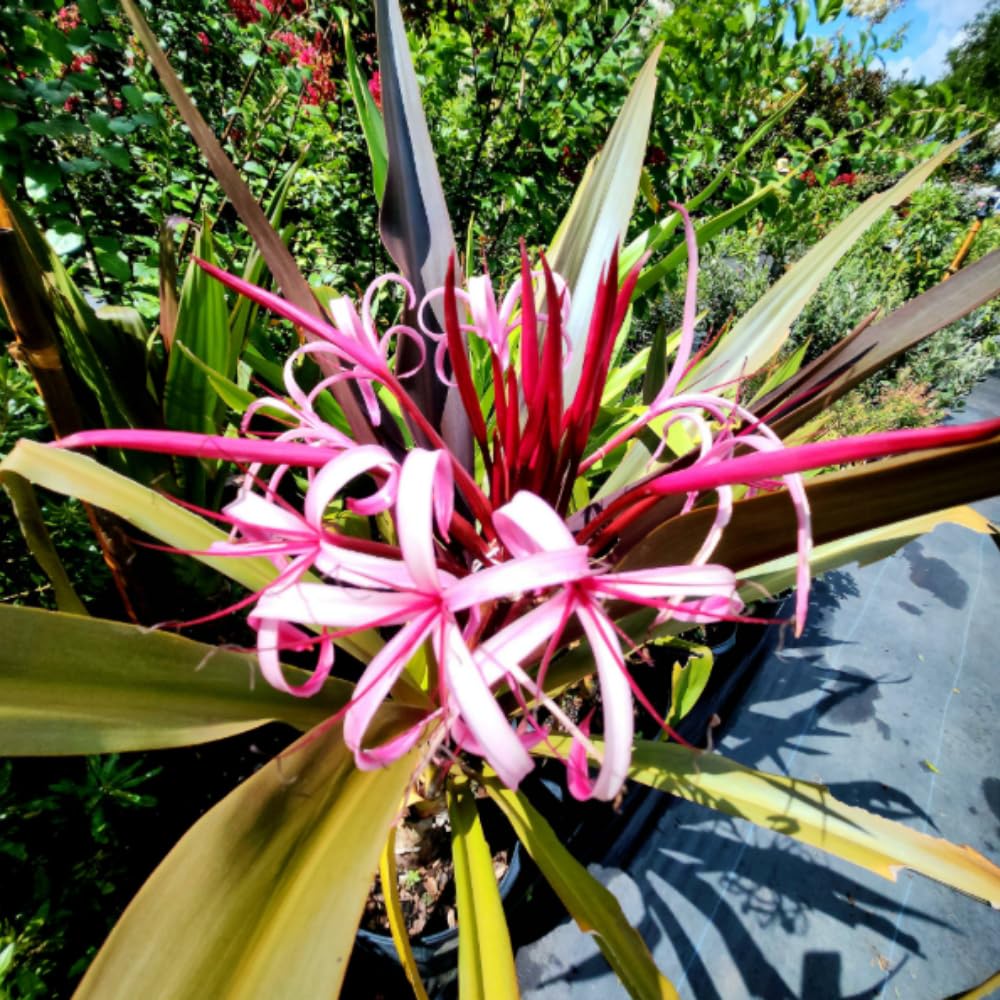 Queen Lily Plant Live, 2-2.5 Feet Tall in 1 Gallon Pot, Tall Fragrant Tropical Flowering Plant, Pink White Lilies
