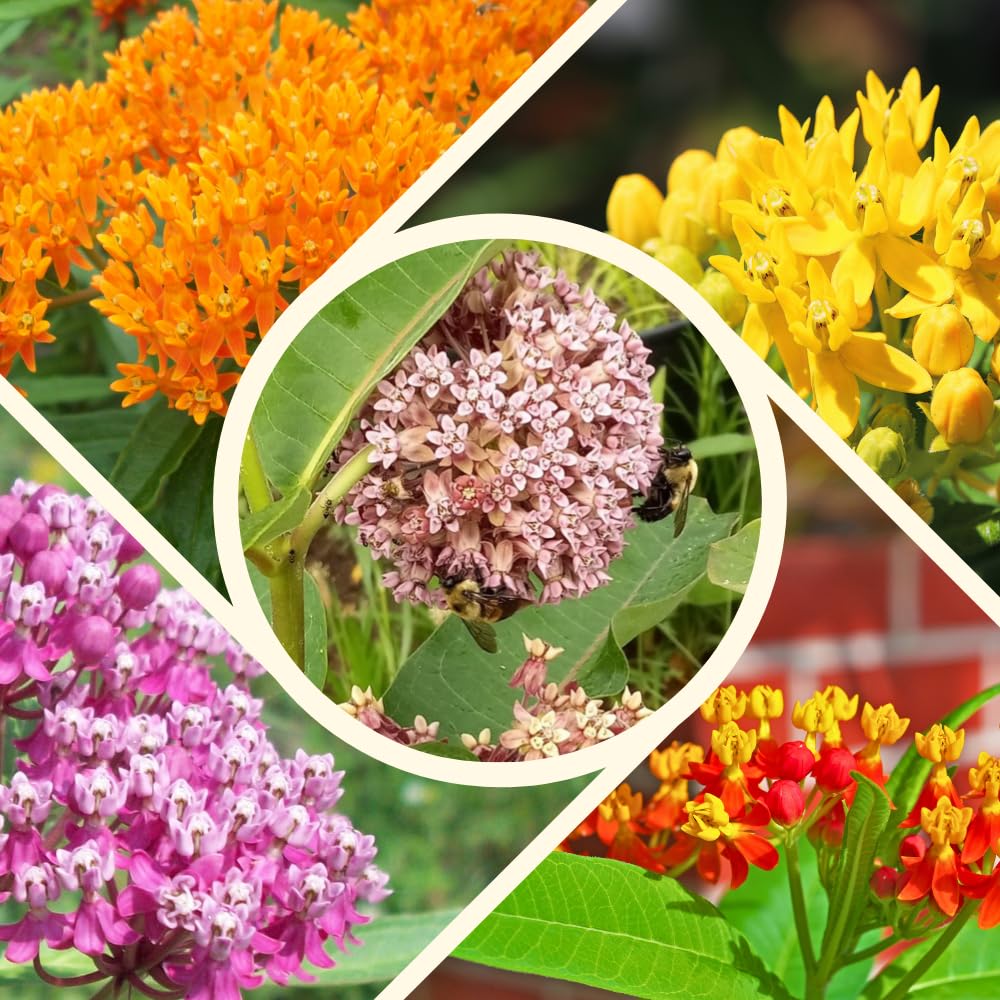 Set of 2 Live Milkweed Plants, Perennial Butterfly Milkweed Plants, Asclepias Tuberosa Plant, 5-8 Inch Tall for Indoor or Outdoor Planting, No Pot(Random Color Milkweed)