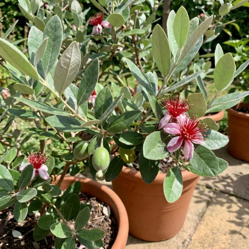 Pineapple Guava Plant Live, Hardy Tropical Guava Plant 3-4 Feet, Guava Fruit Tree Well Rooted in 3 Gallon Pot, No Ship to CA