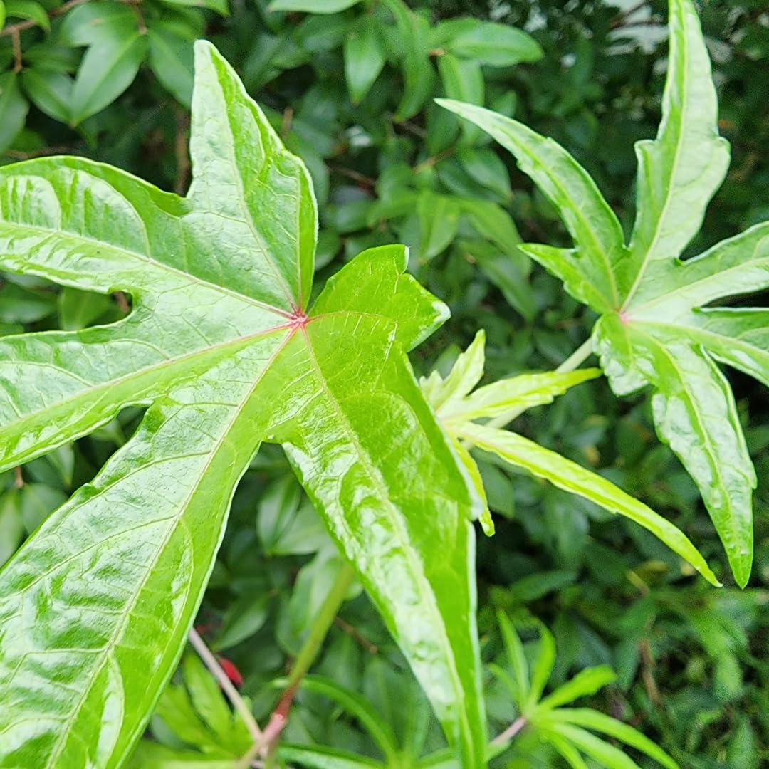 Set 3 Hibiscus Chief Prize Live Plant Tree, Stunning Blooming Shrubs, Starter Size, 4-6 Inc Tall for Outdoor Growing