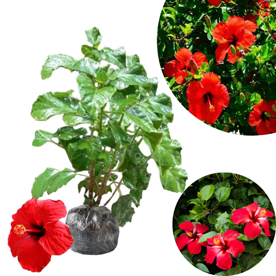 2 Red Hibiscus Live Plants, Clump 8-12” Tall, Hardy Hibiscus Plants Live, Hibiscus Trees Flowering Shrub