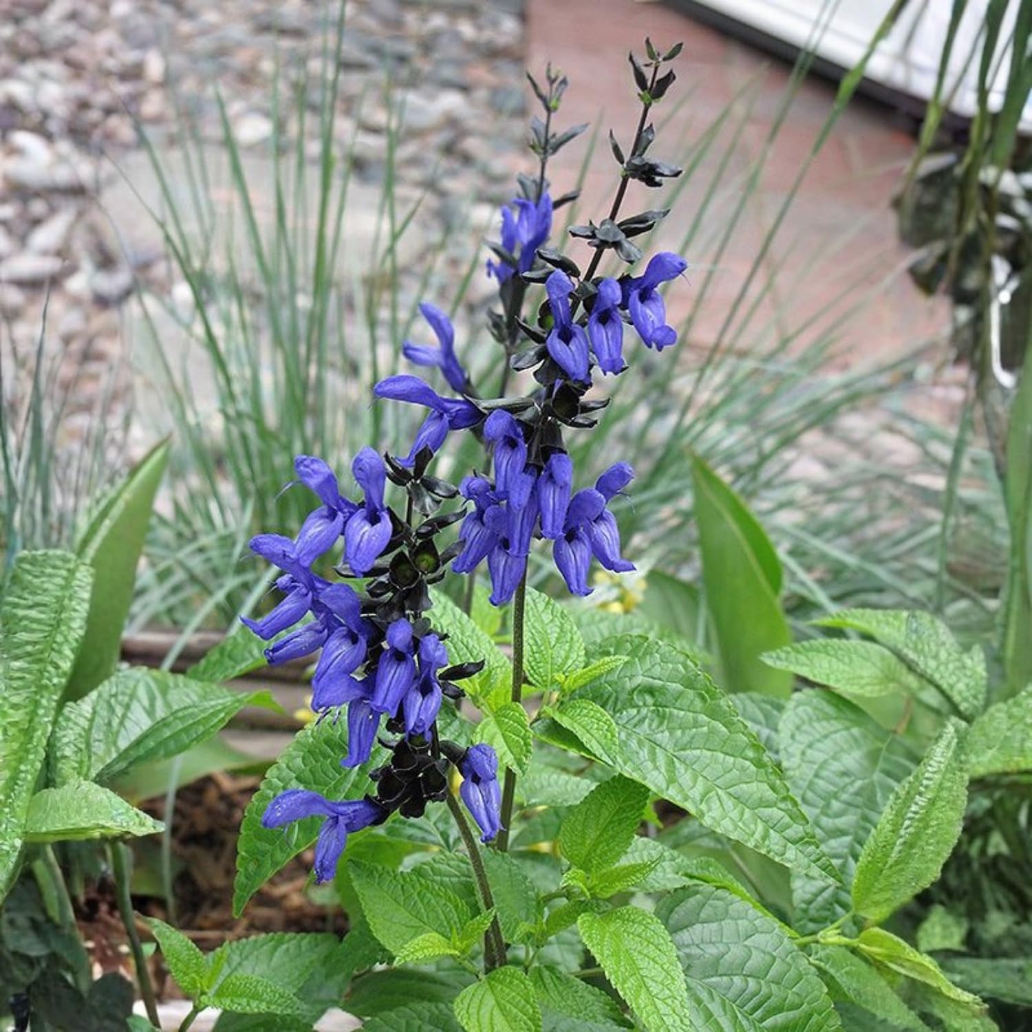 Set 3 Salvia Plants Live, Well Rooted 4-6 Inches, Vibrant, Fragrant Flowering Shrubs for Garden or Containers (Dark Blue)