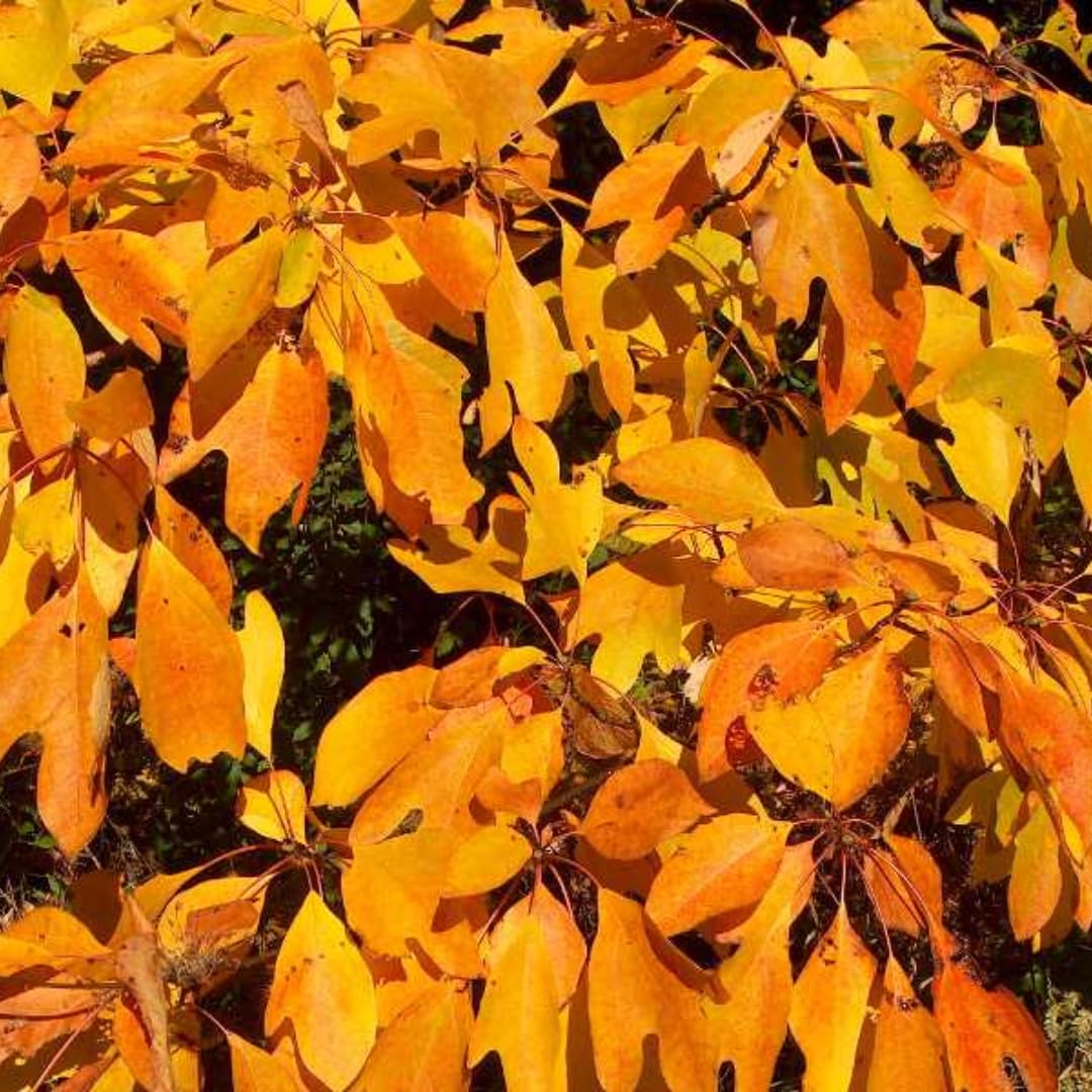 Common Sassafras Tree Live Plant 12-24" in Tall, 1 Year Old Well-Rooted and Winter Hardy, Dormant Seedlings, No Leaf, Fragrant, No Pot