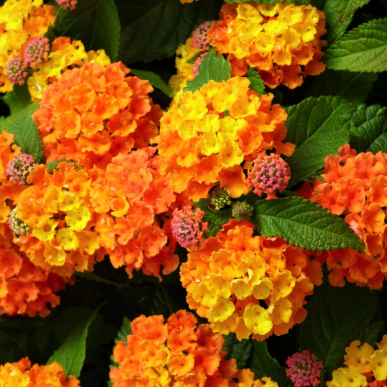 2 Orange Lantana Plants Live, Lantanas Live Plants for Planting Indoor Outdoors, Perennial Flowers, 4-9 Inch Tall Well-Rooted