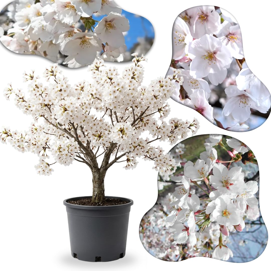 Yoshino Cherry Blossom Tree Live Plant 2-3 Ft, Flowering Cherry Blossom Tree for Outdoor Garden, 3 Gallon Pot, Ornamental Spring Planting, Fast Growing, No Ship to CA