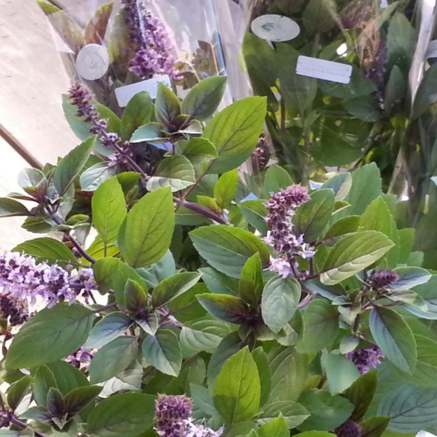 Blue Basil Plant Live, Herb Plant Live, Basil Live Plant Starter from 3 Inc Tall Garden