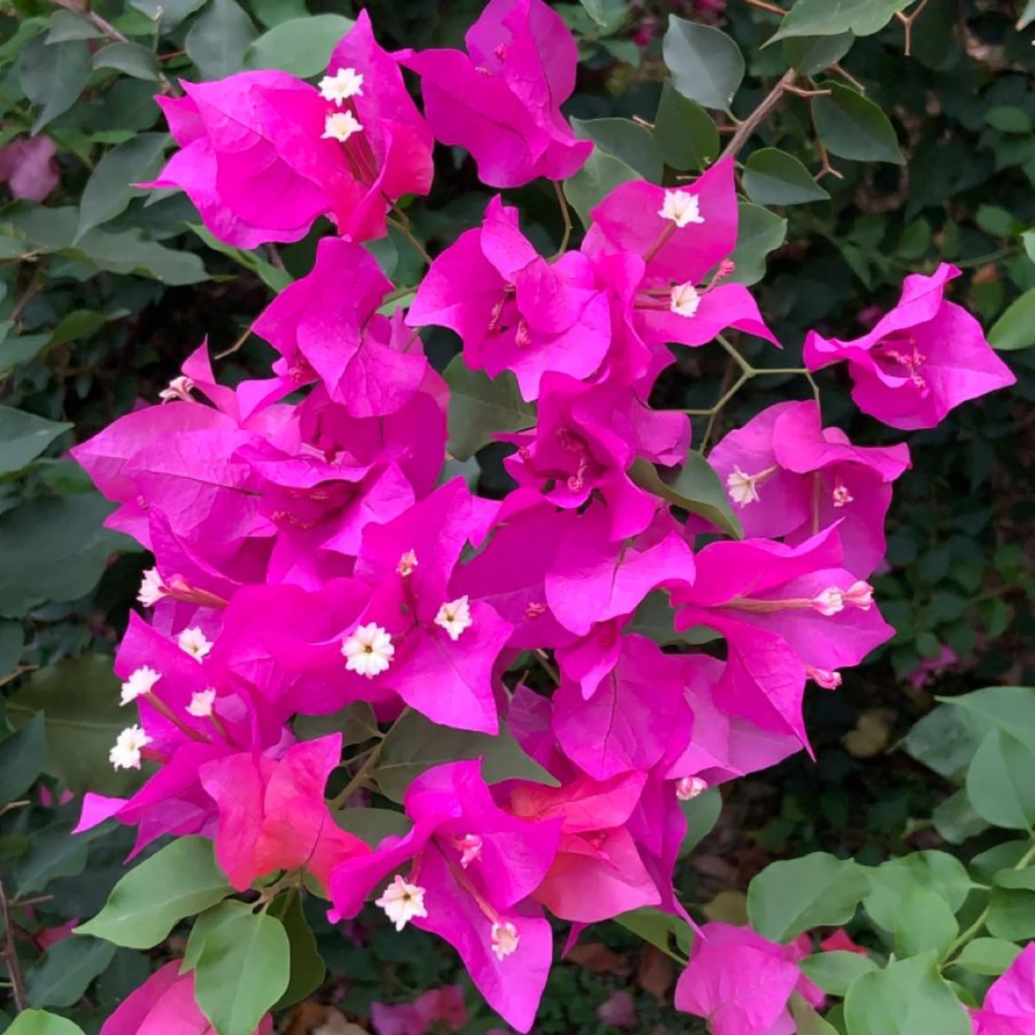 Set 3 Mix Bougainvillea Plants, 5-8" Colorful Bougainvillea Plants, Well Rooted, Perennial Tropical Blooms