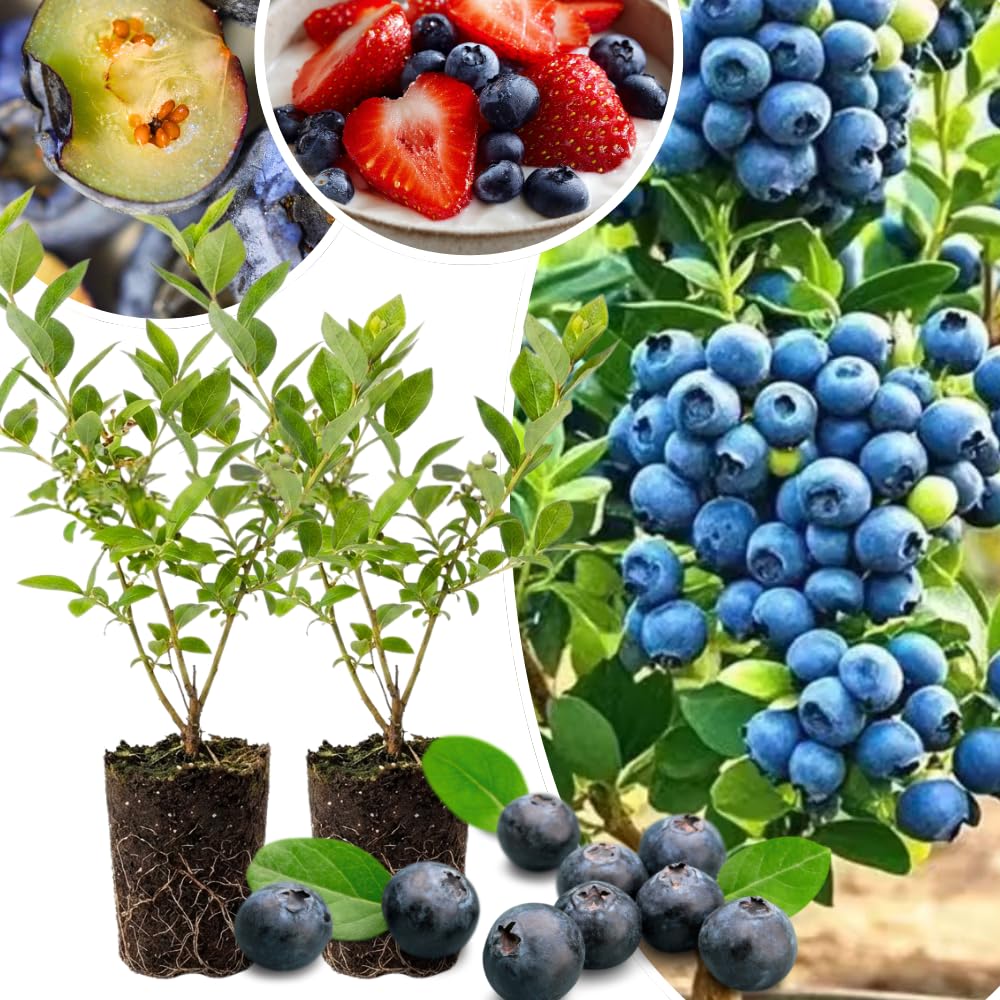 Set 2 Blueberry Bushes Live Plants, Blueberry Plants Live for Planting, Blueberry Fruit Trees, 5-9 Inch Tall (Jewel Blueberry)
