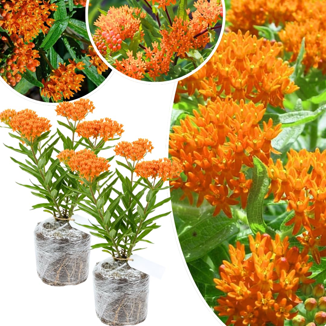 2 Butterfly Milkweed Plants Live, Tropical Milkweed Live Plants, Asclepias Tuberosa Plants, 4-9" Height for Outdoor Planting (Butterfly Orange Milkweed)