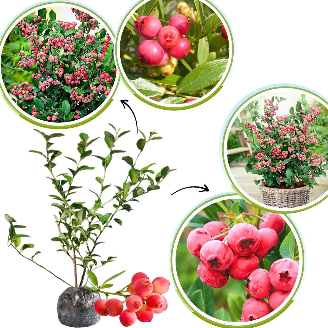 1 Blueberry Bush Live Plant, Blueberry Plant Live for Planting Outdoor, 5-9 Inch Blueberry Fruit Trees, No Pot (Pink Lemonade Blueberry)