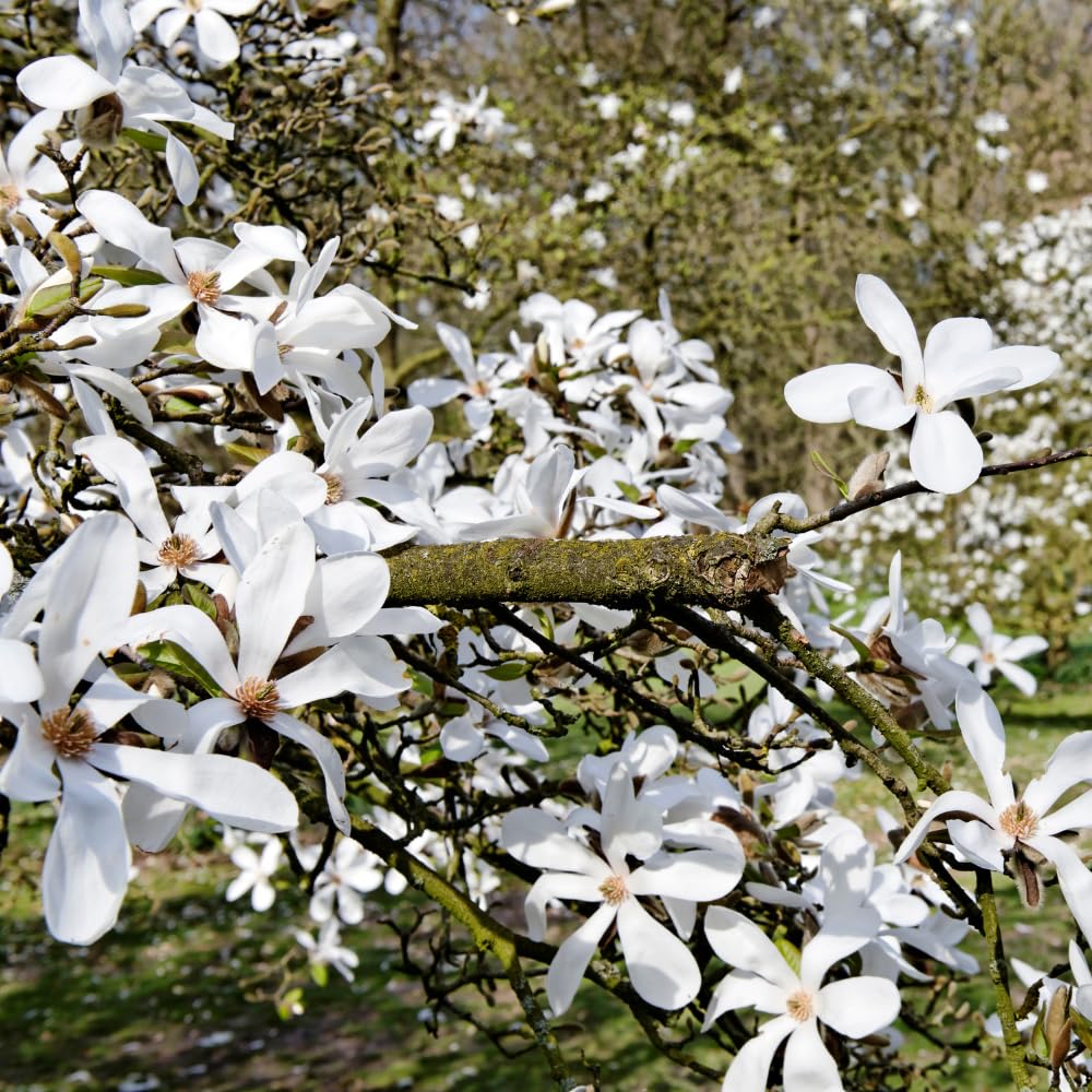 Star Magnolia Tree, 6-12 Inch Magnolia Trees Live Plants, 4 Inch Pot, Fragrant White Flowers, Dormant in Winter