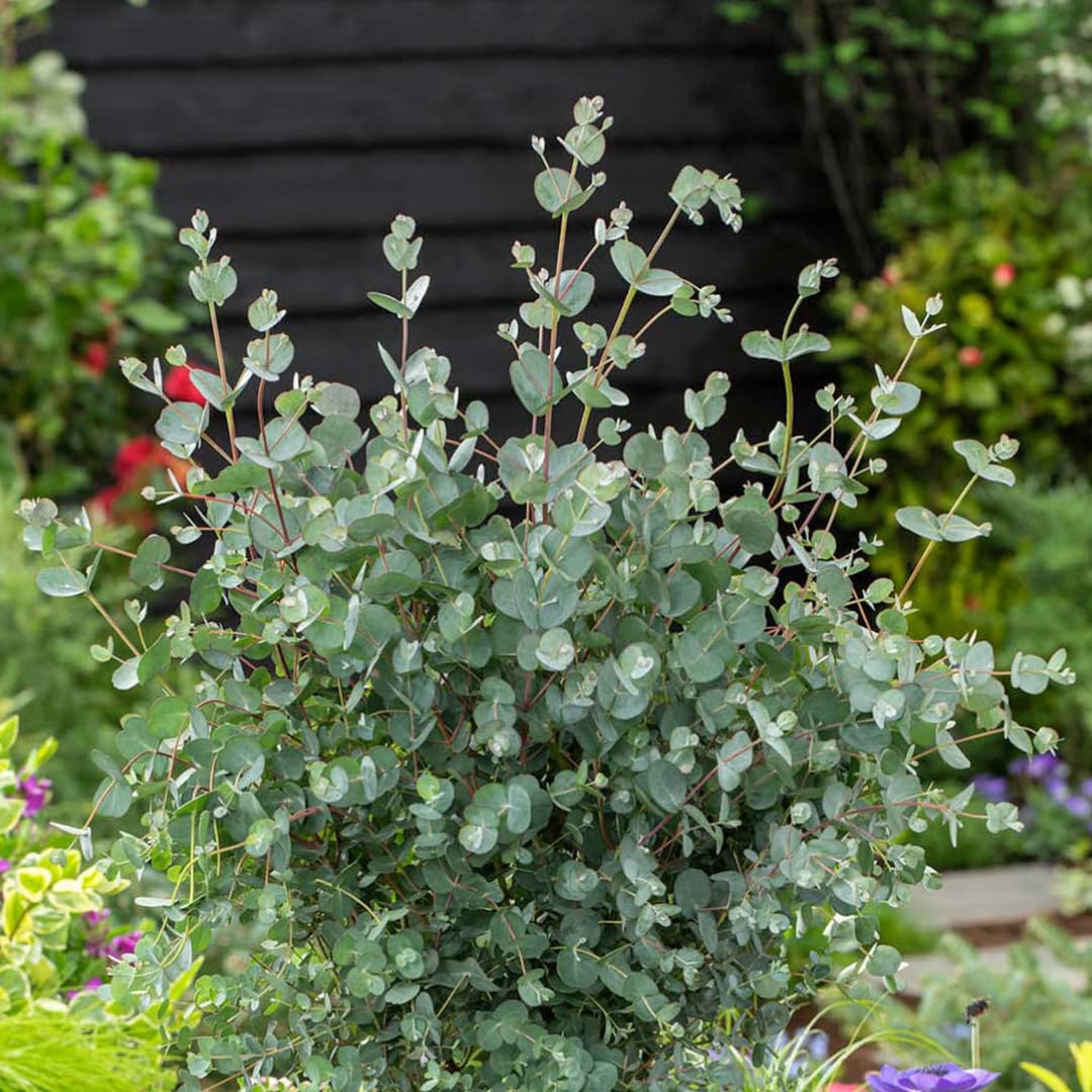 Set of 3 Silverdrop Eucalyptus Trees Live Plants Bushes for Containers and Landscapes, Easy-Care, Starter Size, 3.5 to 6 Inc Tall, No Pot, Fragrant, Cold Hardy