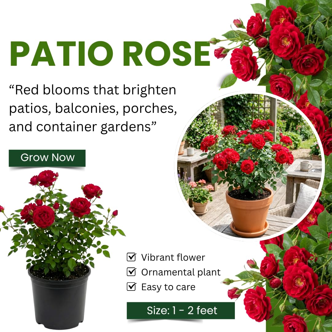 Rose Plant Live, Red Mini Patio Rose Live Plant in 3 Gallon Pot, 1 Feet Tall, Compact Blooming Rose for Containers and Gardens, No Ship to CA