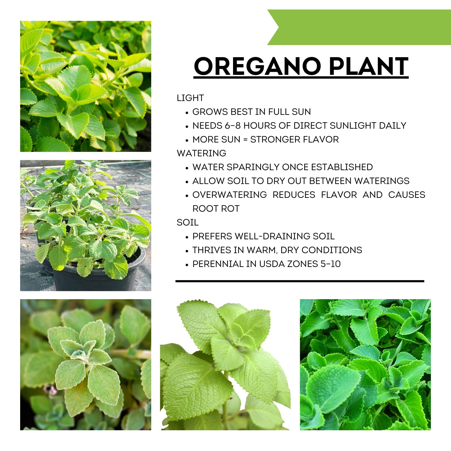 2 Cuban Oregano Plants Live Well-Rooted, 4-6” Tall, Oregano Culinary Herb for Planting