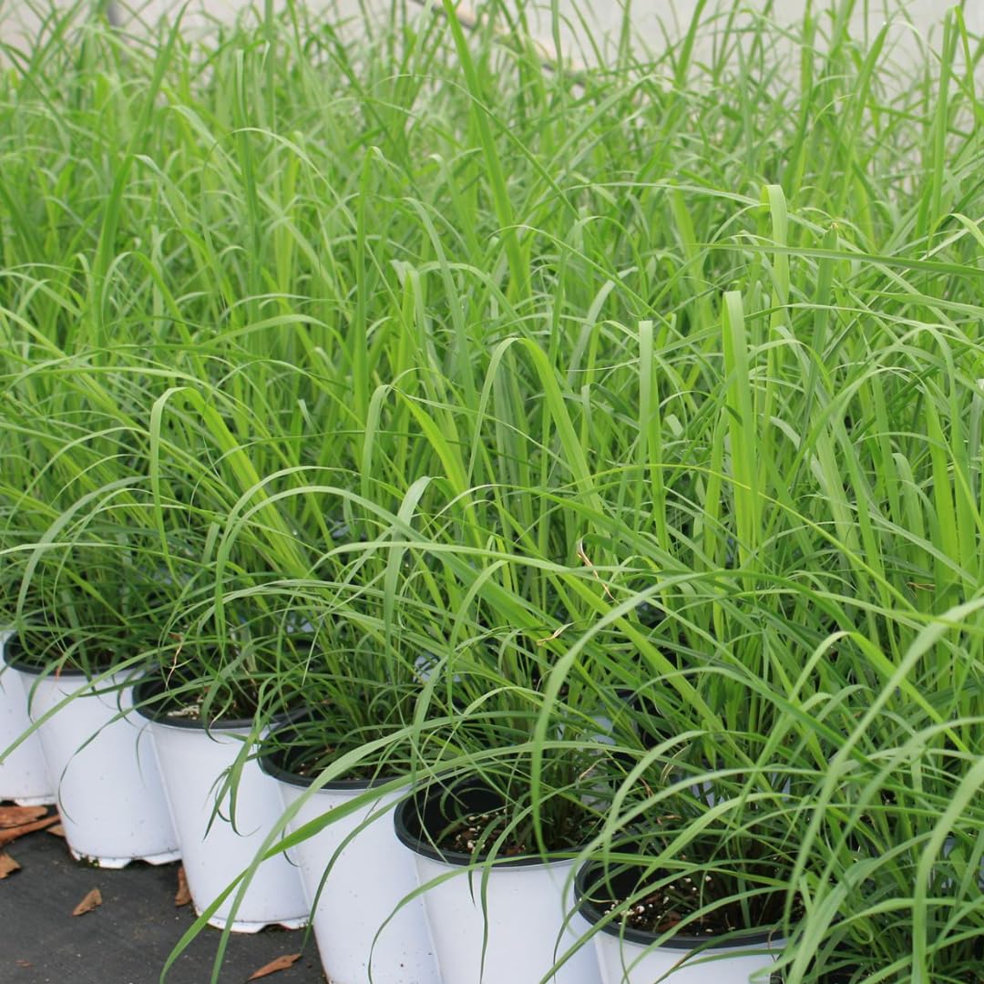 4 Live Lemongrass Plants Stalks, Lemon Grass Plants Well-Rooted, Lemongrass Live Plant Outdoor, No Pot